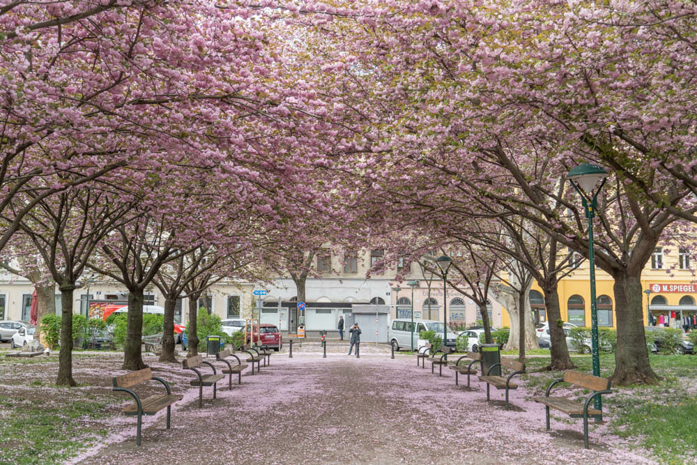 Wien zur Zeit der Kirschblüte
