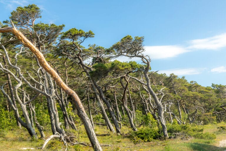 Windgeformte Küstenkiefern an der Westküste Gotlands