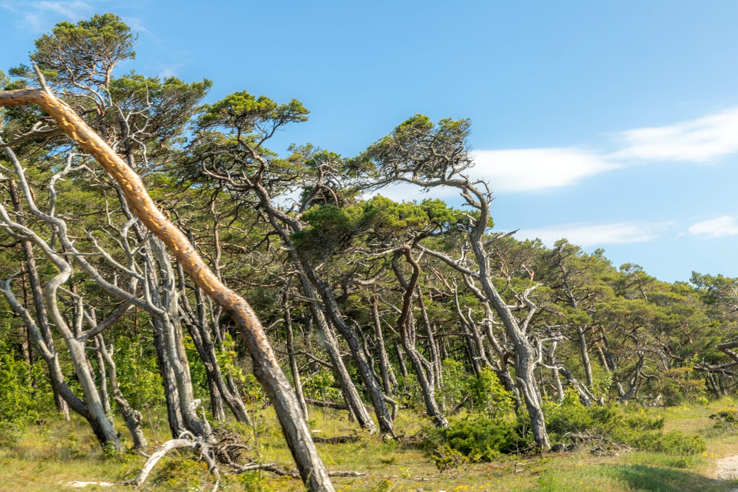 Windgeformte Küstenkiefern an der Westküste Gotlands